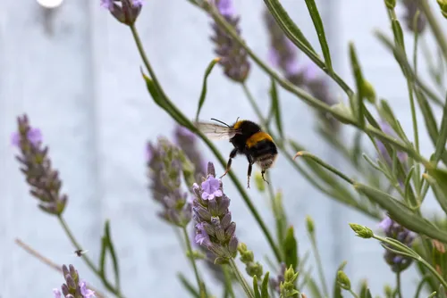 Bee landing on Lavender The image captures a nature macro photograph showing a bee landing on a lavender flower, with several other lavender plants and blossoms visible in the background. Taken during the early afternoon in the summer, the scene highlights the important relationship between bees and flowering plants, focusing specifically on insects interacting with vibrant flowers. The bee, a key pollinator among insects, is seen hovering above the lavender, which is known for its purple blooms and aromatic qualities. This photograph emphasizes the beauty and significance of bees in a summer garden, showcasing the intricate details of both the insect and the plants.